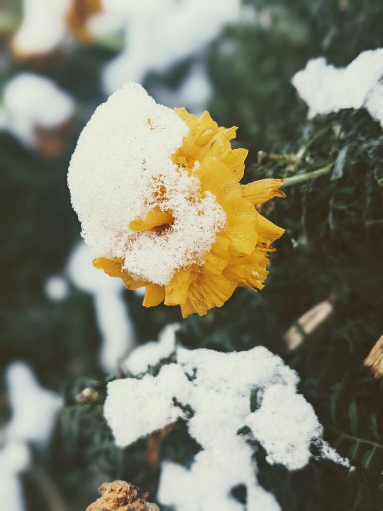 Snow cap by panoramic_eyes