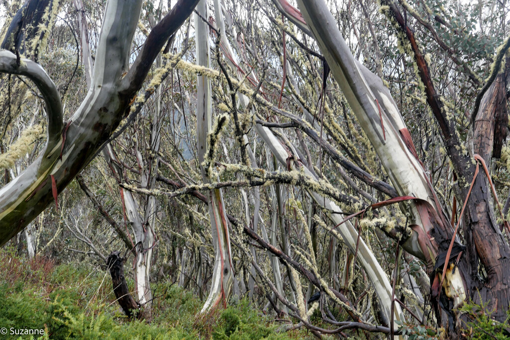 Snow gums/white sally, Hotham by ankers70