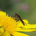 A yellow daisy with a flying bug (unknown to me) by Dawn