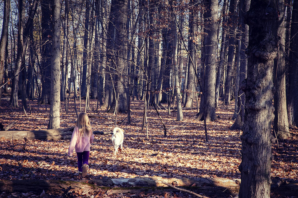 Morning Walk in Woods by pdulis