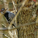 downy woodpecker 