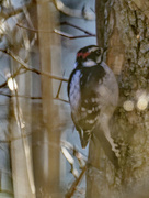 20th Nov 2022 - downy woodpecker 