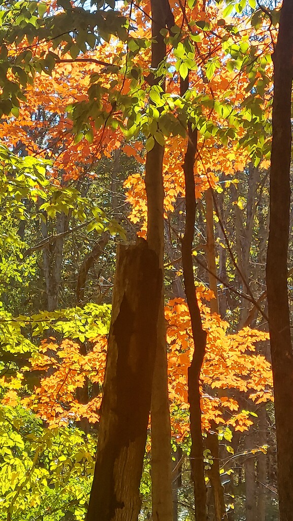 Autumn Light by harbie