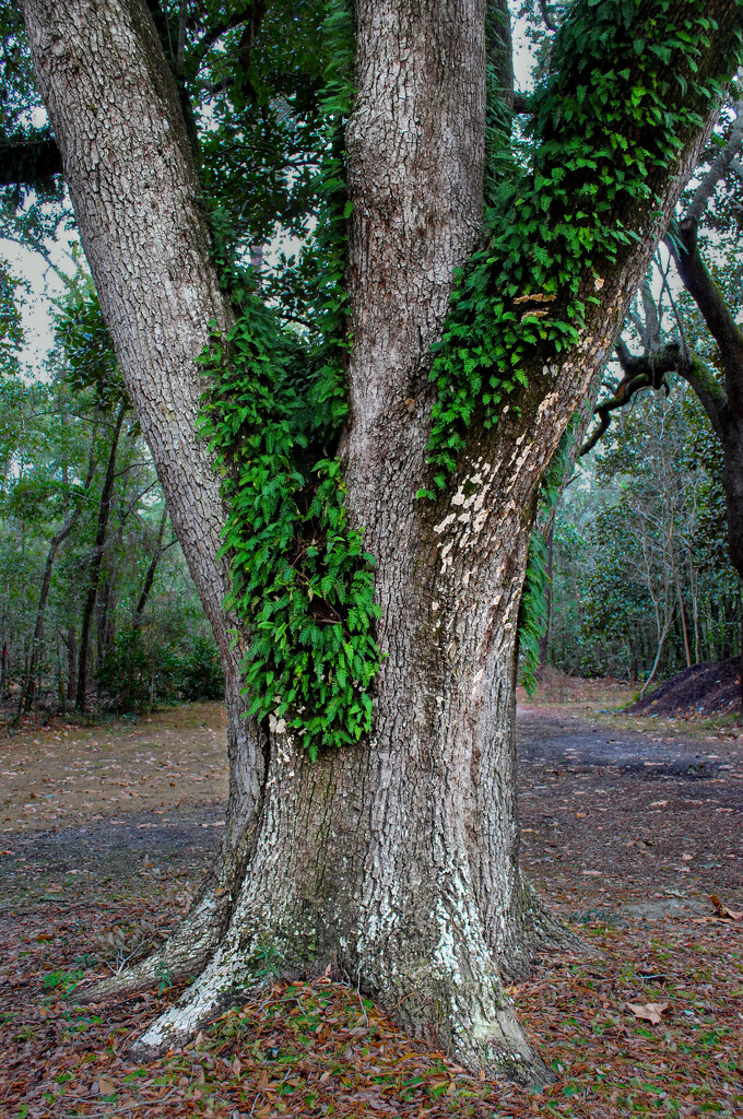 2011 Re-edit of cool tree in Florida park by ggshearron