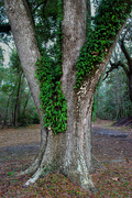 20th Feb 2022 - 2011 Re-edit of cool tree in Florida park