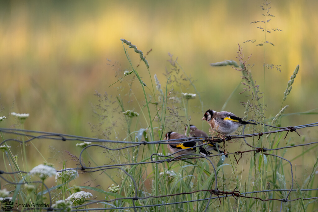 Trio of Goldfinches by yorkshirekiwi