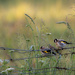 Trio of Goldfinches