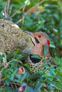 20th Nov 2022 - Northern Flicker (Yellow Shafted)