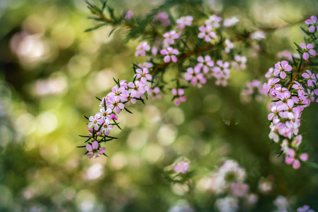 The tiniest little blooms by ludwigsdiana