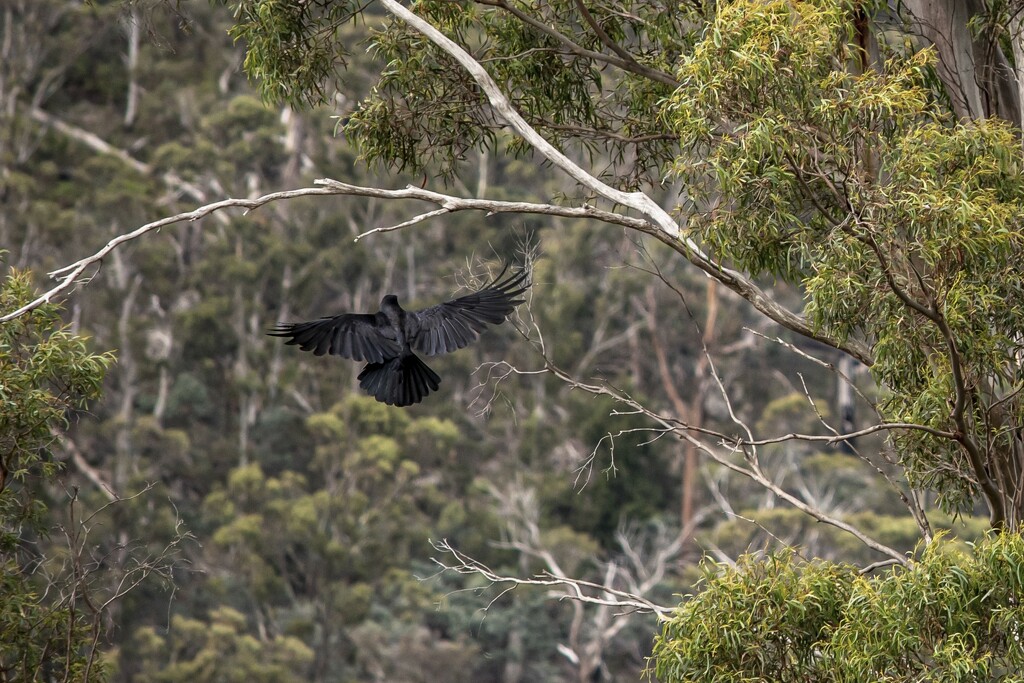 Flight of the Black Currawong by kgolab
