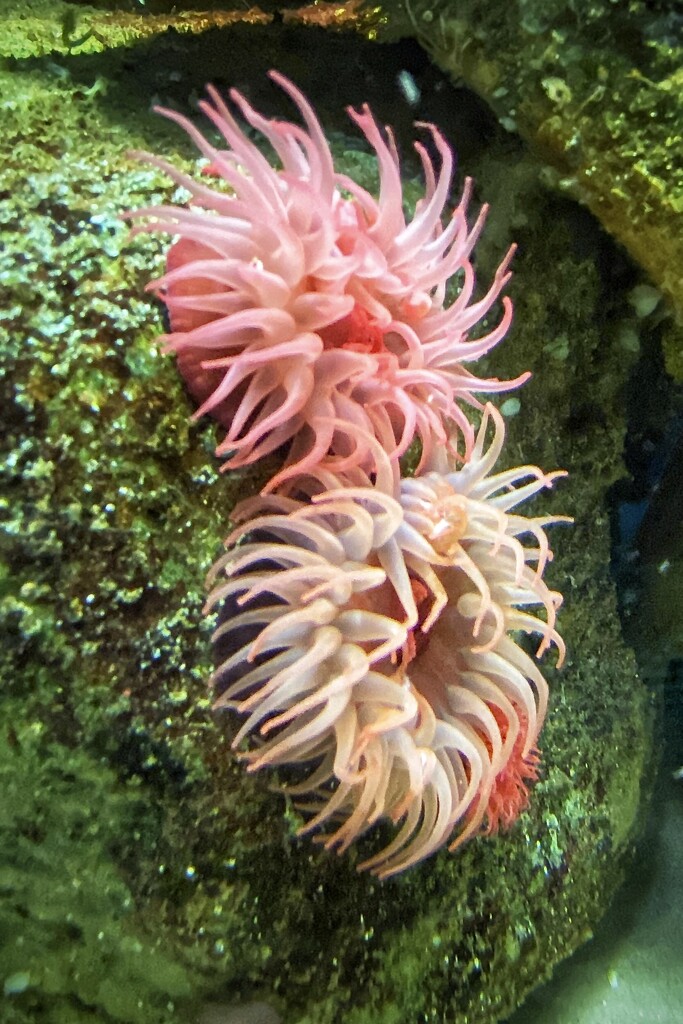 Sea anemone at Sydney aquarium.  by johnfalconer