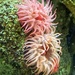 Sea anemone at Sydney aquarium.  by johnfalconer