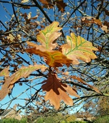 21st Nov 2022 - Oak leaves