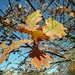 Oak leaves by 365projectorgjoworboys
