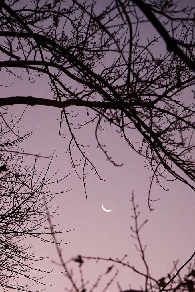 Early morning moon by tunia