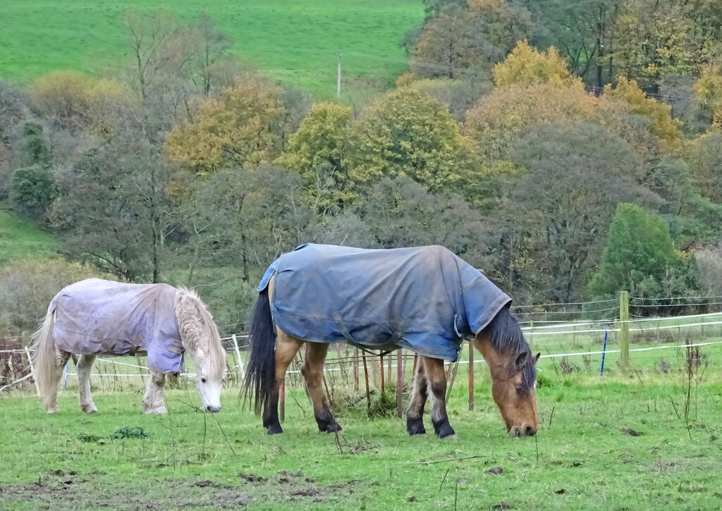 Home again - and the horses have their coats on! by marianj