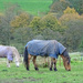 Home again - and the horses have their coats on! by marianj