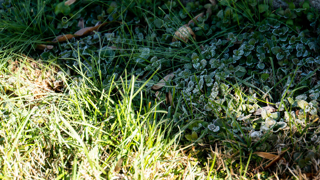 Frost on the lawn by randystreat