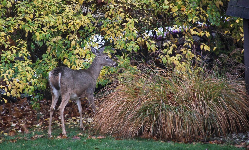 A  deer in my neighbor's yard by mittens