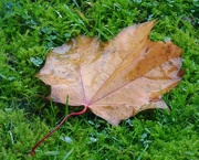 21st Nov 2022 - Leaf on a Wet Lunchtime