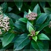 Viburnum - flower-buds by beryl