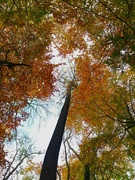 21st Nov 2022 - The Autumn canopy