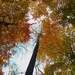 The Autumn canopy