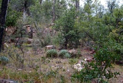 21st Nov 2022 - Arizona forest