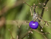 19th Nov 2022 - blueberry lilly