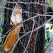 Squirrel by lifeisfullofpictures