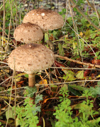 21st Nov 2022 - Parasol mushroom