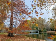 21st Nov 2022 - Autumn park colours 