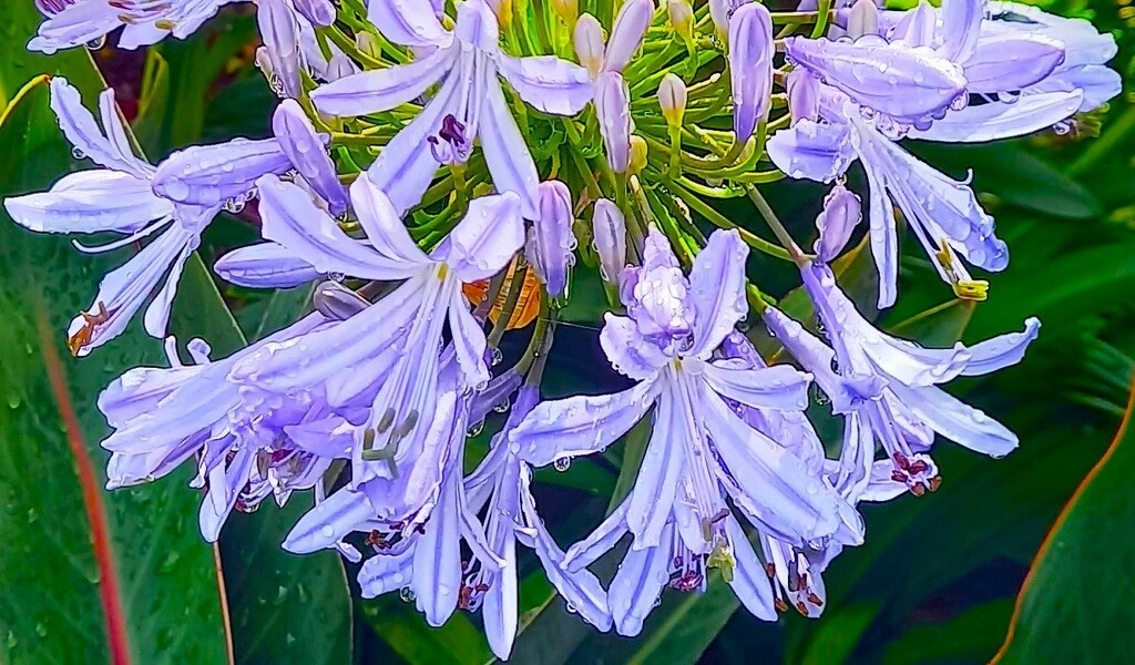 Agapanthus & Water Drops ~  by happysnaps