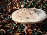 31st Oct 2022 - A good year for Fungi