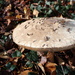A good year for Fungi by speedwell