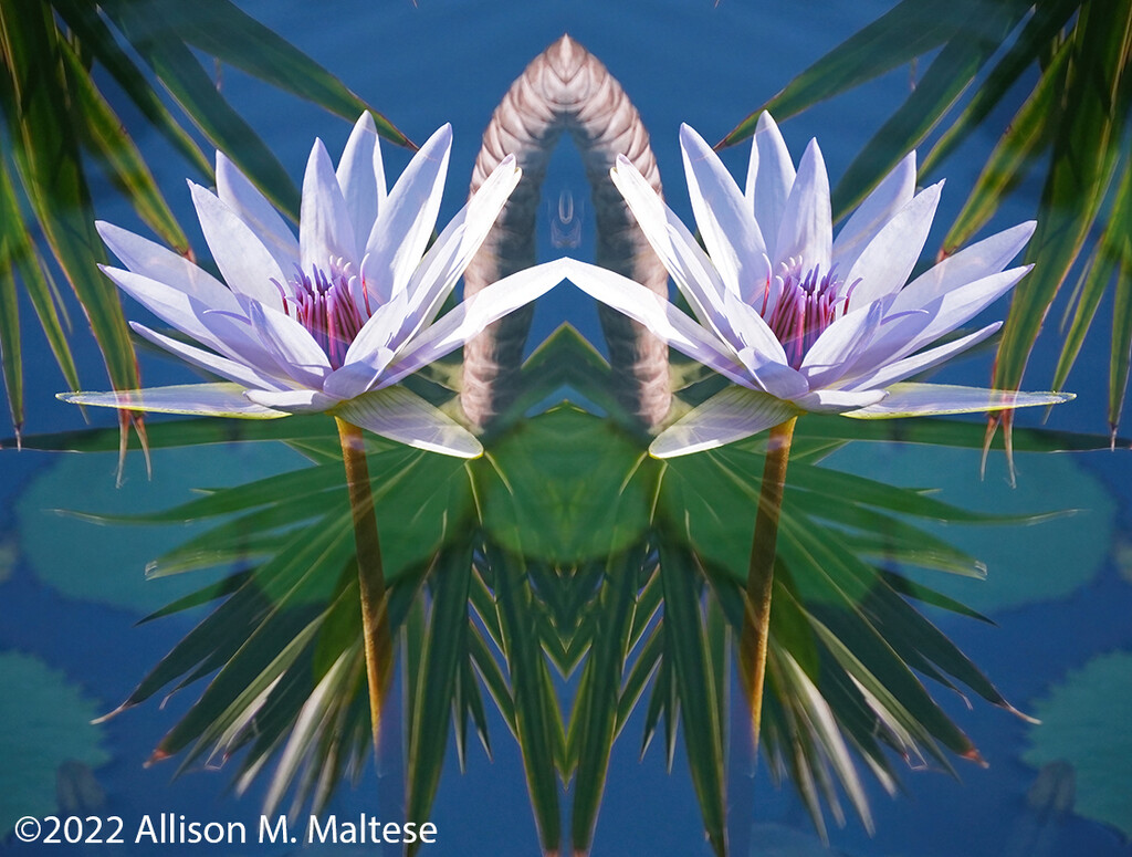 Water Lily Duo by falcon11