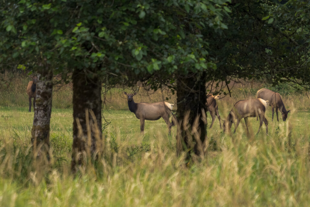 Elk Herd by swchappell