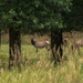 Elk Herd by swchappell