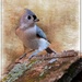 Tufted Titmouse by olivetreeann