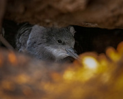 21st Nov 2022 - Wedge-tailed Shearwater