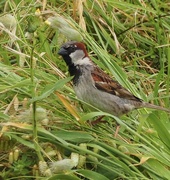 22nd Nov 2022 - Plenty of grass seeds for this sparrow 