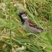 Plenty of grass seeds for this sparrow  by Dawn