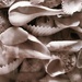 shells by edorreandresen