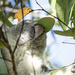no leaf too big for me by koalagardens