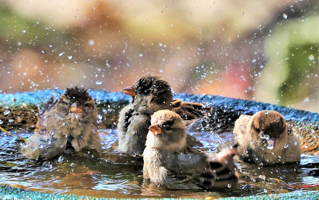 Sparrows Splishing and Splashing by lynnz