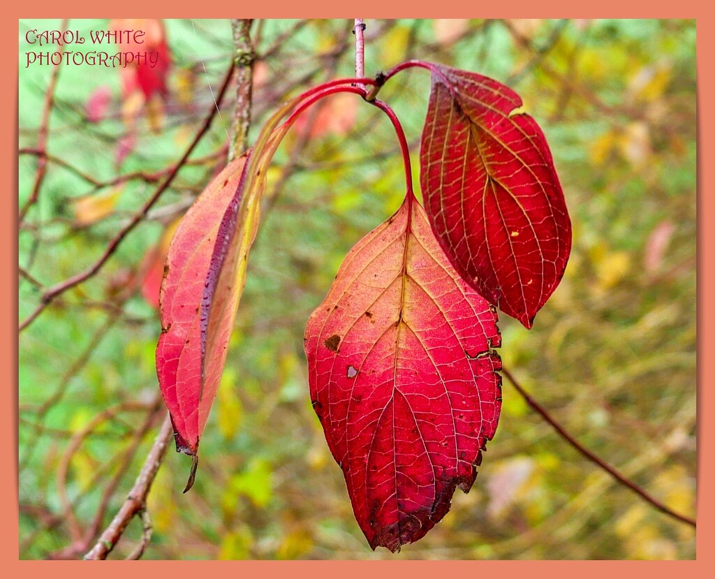 Autumn Colours by carolmw
