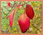 22nd Nov 2022 - Autumn Colours