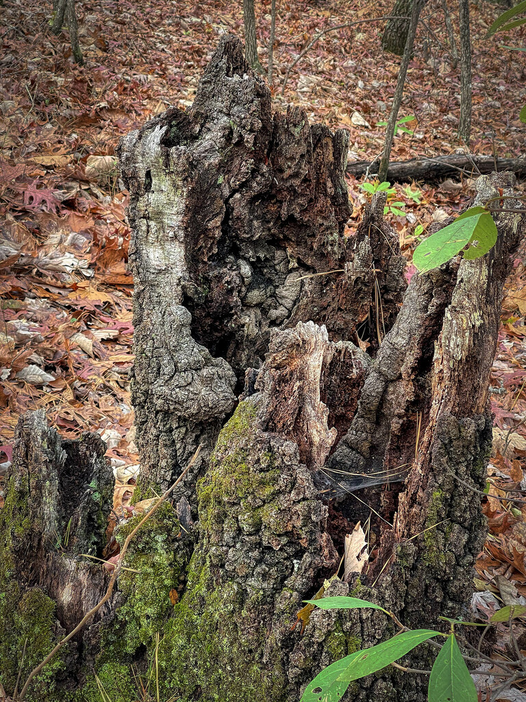 Tree Stump by k9photo
