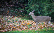 22nd Nov 2022 - Now the deer is in my yard