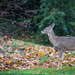 Now the deer is in my yard by mittens